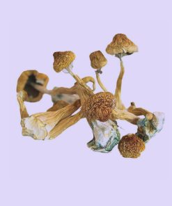 Dry African Transkei Mushroom, often referred to simply as Transkei Cubensis, is a rare and potent strain of Psilocybe cubensis