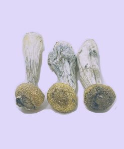 Albino Penis Envy Mushrooms