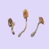 Potent Dry B+ Mushroom is one of the most recognized strains of Psilocybe cubensis. To begin with, it built its reputation through welcoming effects, smooth come-ups, and steady, balanced journeys