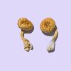 Dried Potent Cambodian Gold Mushrooms represent a premium Psilocybe cubensis strain