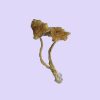 Dried Potent Cambodian Mushrooms remain one of the most respected Psilocybe cubensis strains