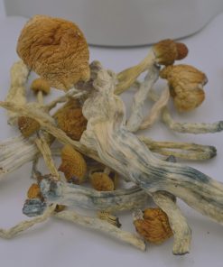 High Potency Blue Meanie Mushroom is a legendary Psilocybe cubensis strain
