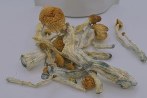 High Potency Blue Meanie Mushroom is a legendary Psilocybe cubensis strain