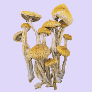 Golden Teacher Mushroom