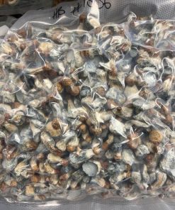 Penis Envy Magic Mushrooms