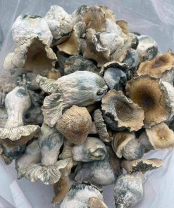 B+ Magic Mushrooms | Top Psilocybin Strain