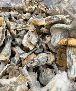Aztec Gods Mushrooms