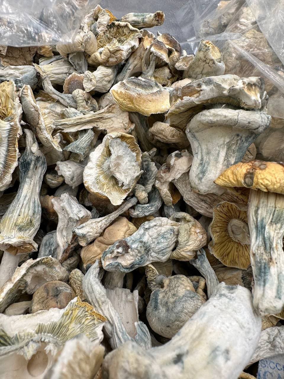 Aztec Gods Mushrooms