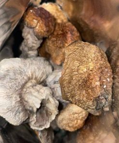 Arenal Volcano Magic Mushrooms