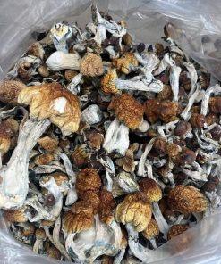 Amazonian Magic Mushrooms | Potent Psilocybin