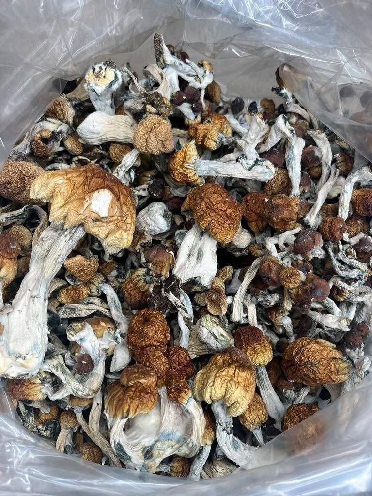 Amazonian Magic Mushrooms | Potent Psilocybin