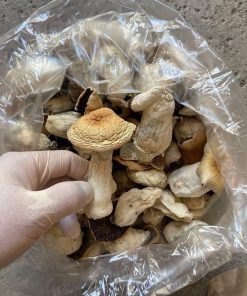 Albino A+ Magic  Mushrooms | Best Grade Psilocybin
