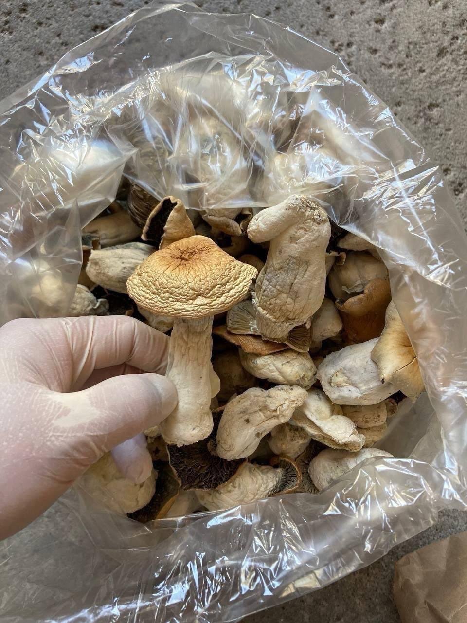 Albino A+ Magic Mushrooms | Best Grade Psilocybin
