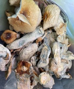 Alacabenzi Magic Mushrooms