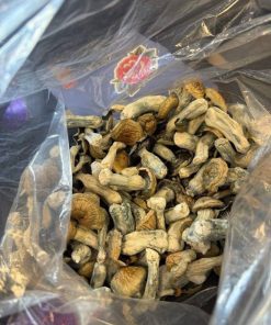 African Transkei Magic Mushrooms