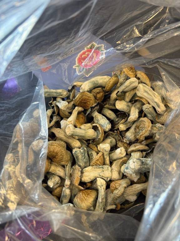 African Transkei Magic Mushrooms