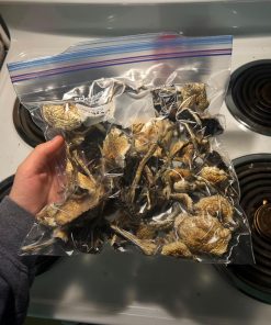 Mexican Magic Mushroom