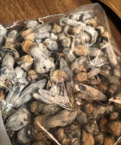 Psilocybe Aztecorum Magic Mushroom