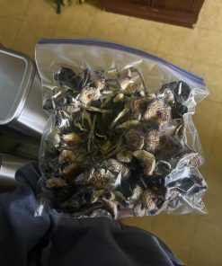 Louisiana Magic Mushrooms
