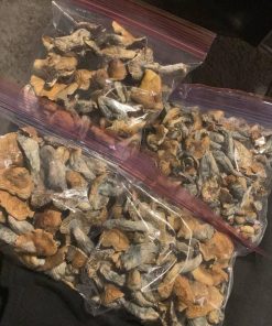 Golden Teacher Mushroom