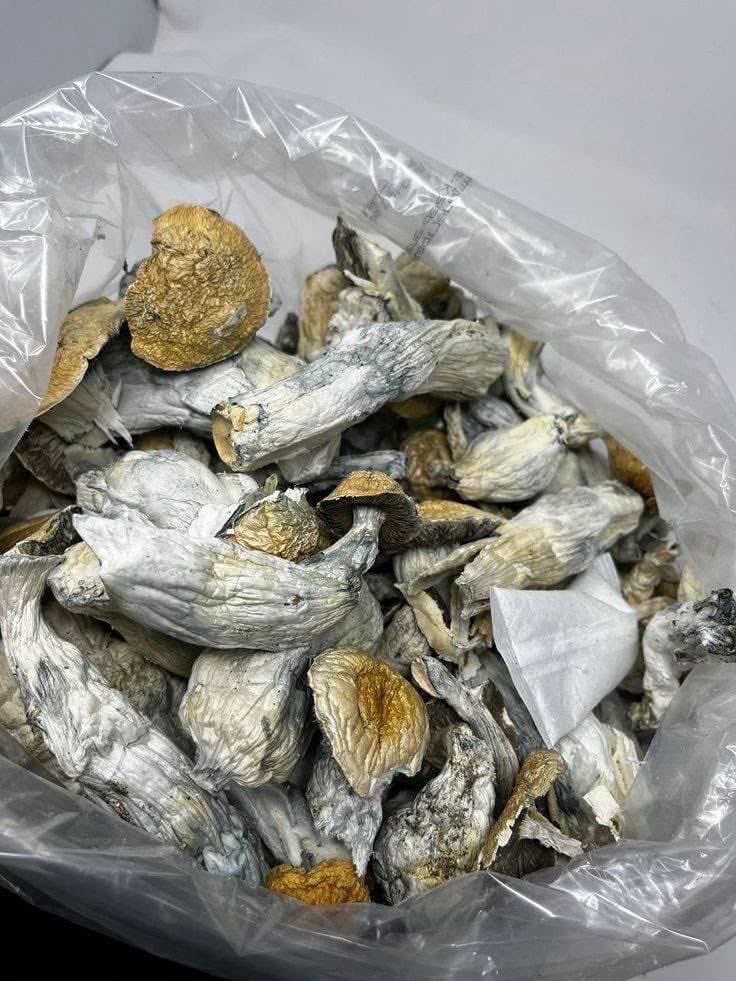 Blue Meanie Magic Mushrooms | Potent Psilocybin