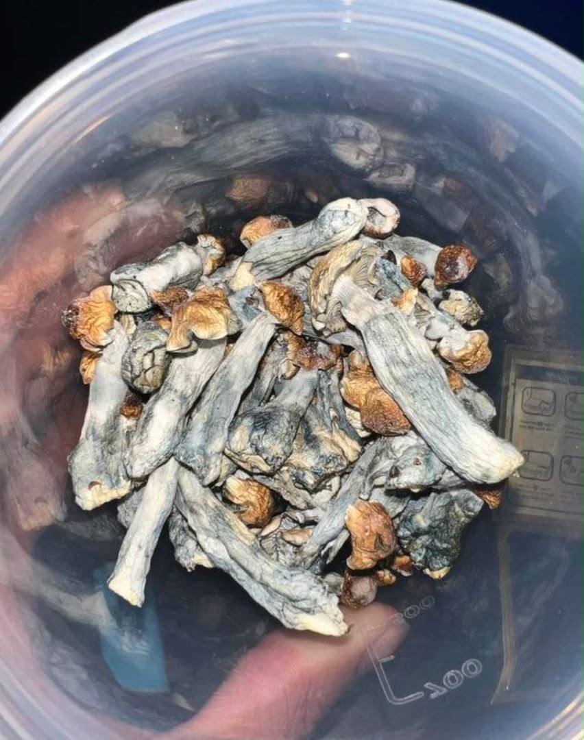 Cambodian Mushrooms