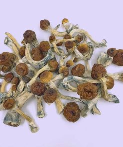 Penis Envy Mushrooms