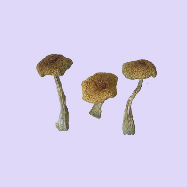 Dry Potent Psilocybe Aztecorum Mushrooms