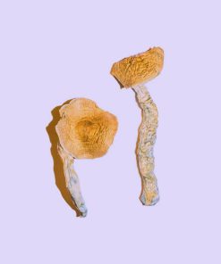 Dried Potent Cambodian Mushrooms remain one of the most respected Psilocybe cubensis strains