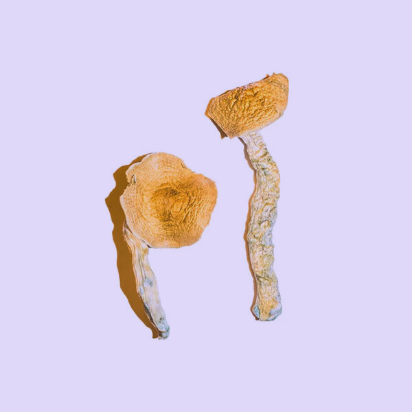 Dried Potent Cambodian Mushrooms remain one of the most respected Psilocybe cubensis strains