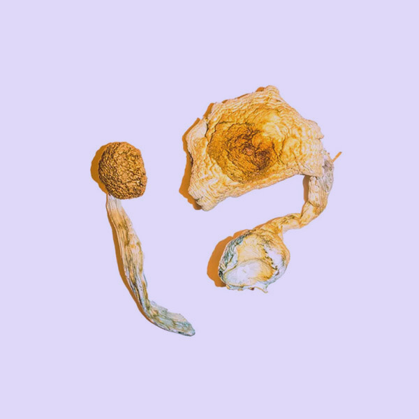Dried Potent Cambodian Mushrooms remain one of the most respected Psilocybe cubensis strains