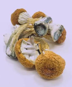 High Potency Blue Meanie Mushroom is a legendary Psilocybe cubensis strain
