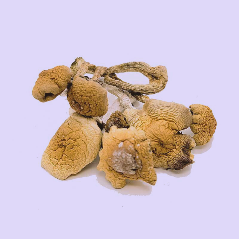 B+ Mushroom - Image 3