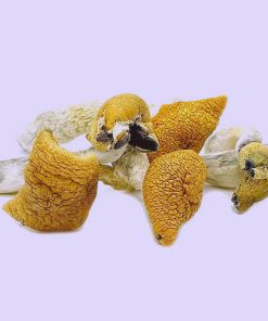 Dried Alacabenzi Mushroom is a highly sought-after strain of Psilocybe cubensis that offers a harmonious psychedelic experience. A genetic blend of the Alabama Cubensis and the famed Mexican Psilocybe, Alacabenzi