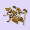 Escondido Magic Mushrooms – Rare Psilocybe Cubensis Strain