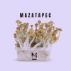 High-Quality-Mazatapec-Magic-Mushroom-Grow-Kit-Online