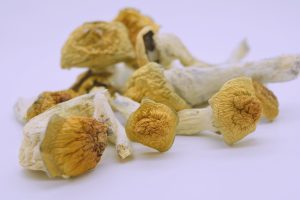 premium magic mushrooms