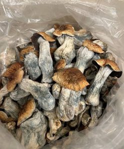 Wavy Caps Magic Mushrooms