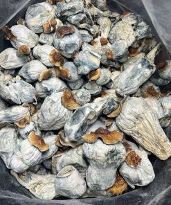 Psilocybe Aztecorum Magic Mushrooms – Sacred Shroom Strain