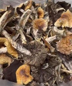 Koh Samui Magic Mushrooms – Exotic Psilocybe Cubensis Strain