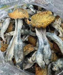 Golden Mammoth Magic Mushrooms - Psilocybe Cubensis Strain