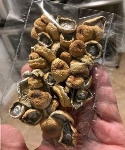 Dancing Tiger Magic Mushrooms- Exotic Psilocybe Cubensis Strain