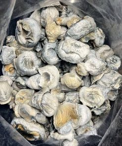 Ecuadorian Magic Mushrooms - Classic Psilocybe Cubensis Strain
