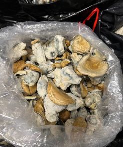Vietnamese Magic Mushrooms – Potent Psilocybin Shrooms