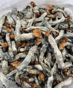 Daddy Long Legs Magic Mushrooms - Potent Cubensis Strain