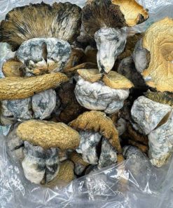 Costa Rican Magic Mushrooms