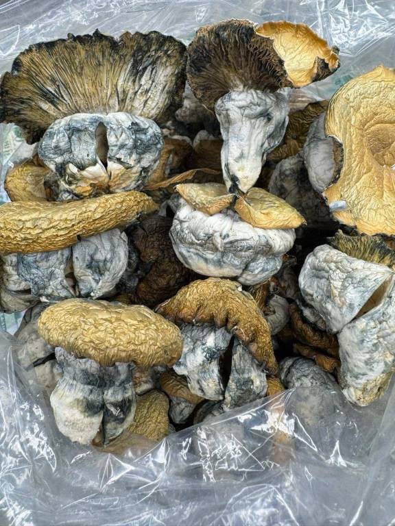 Costa Rican Magic Mushrooms