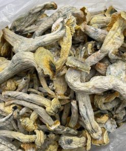 Burmese Magic Mushrooms – Spiritual Psilocybe Cubensis