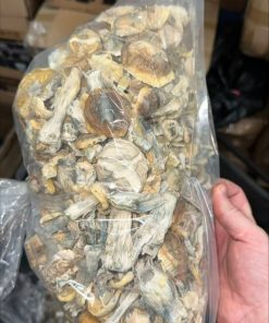 Wavy Cap Magic Mushrooms