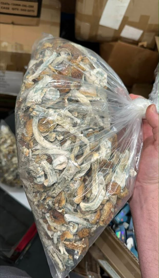Brazilian Magic Mushrooms - Psilocybin Strain from South America
